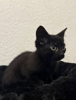 katzen kitten 15 Wochen jung - Bottrop