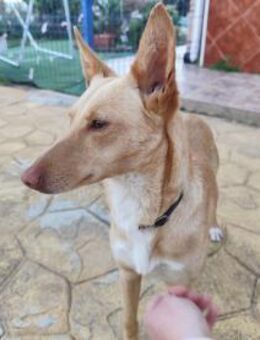 Rubia das Füchschen - Langen (Hessen)