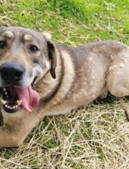 Finn sucht sein Für-Immer-Zuhause 🏠🐕 - München