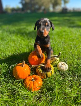 Dobermann Welpen - Bocholt