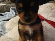 Mini Jorkshire terrier& russkiy toy Terrier Mischling welpen - Duisburg