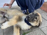 Davis - Toller Junghund sucht Familie - Berlin