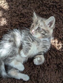 Süße blau-graue, Weiß,bunte Maine coon Perser BKH katze - Kyritz