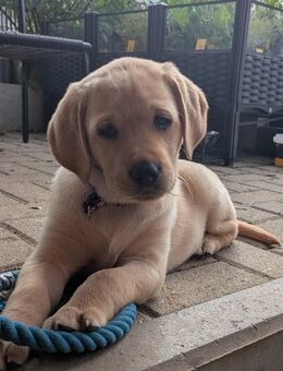 Labrador Rüde und Hündin - Mihla