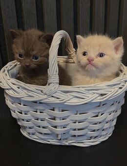 Bkh kitten in chocolate und weiteren tollen Farben ! - Stockach