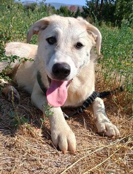 LENA - wartet auf ihre Familie - Aerzen