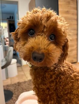 Toypudel zu verkaufen – Luna - Neu Ulm