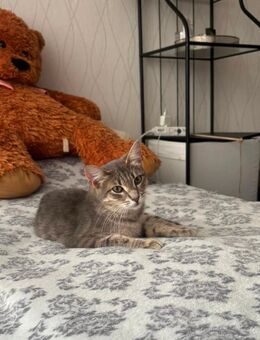 Kater Timur sucht liebevoller Zuhause - Berlin