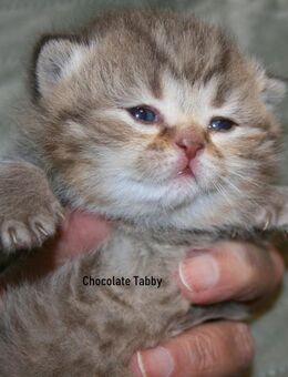 Das BESONDERE !! Britisch Kurzhaar Babys in Chocolate-Tabby u. Cinnamon Tabby !! - Köln