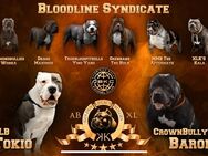 American bully xl - Krempdorf