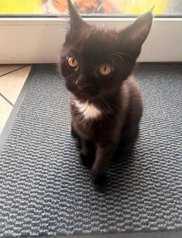 EKH Kitten 🌹 - Rödinghausen