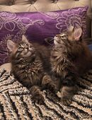 Maine Coon Kitten Jungen zur Abgabe bereit in 06722