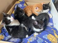 5 Kätzchen suchen ein Zuhause - Langenhagen