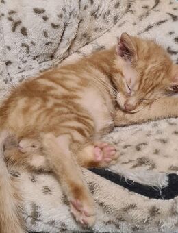 Katzenbabys suchen ihr Zuhause - Kitten abzugeben - Dingelstädt
