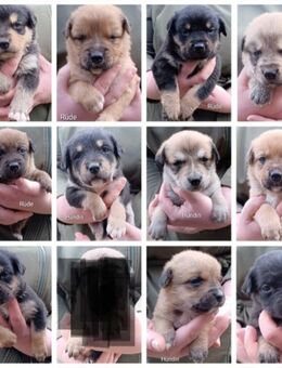 Mischling Welpen - Altmärkische Wische