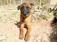 Hübsche RONJA wartet auf ihr Glück - Schwabach