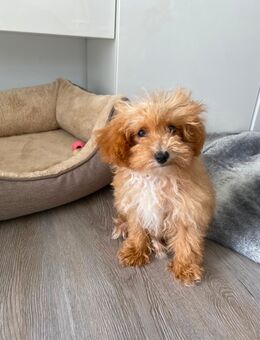 Toy Pudel Welpe 14 Wochen - Belm