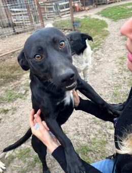 Leroy - Black Beauty 🐾 - Elsdorf (Nordrhein-Westfalen)