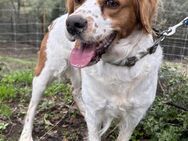 Spanielhündin Bimba sucht ihr Glück# - Essen