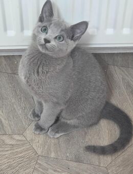 Reinrassige Russisch Blau Kitten - Elsfleth Zentrum