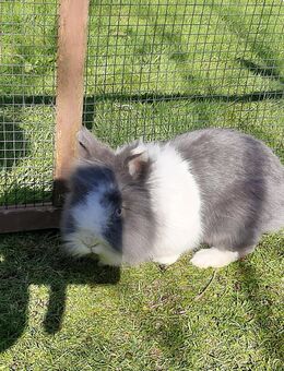 LIEBE HÄSINNEN (1.-3J./geimpft) AUßEN + INNENHALTUNG! BERATUNG! Leihkaninchen - Meinerzhagen