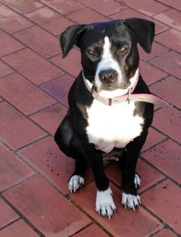 LUNA - liebevoll & verschmust....... - Kempen