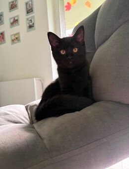 Ragdoll - Mix Kätzchen sucht neuen Kuschelplatz - Wipperfürth (Hansestadt)