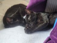 Schwarzehuaskatze Benagl Mix - Leverkusen Zentrum