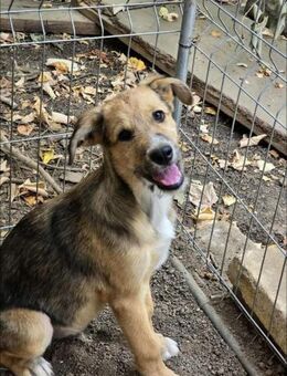 Verschmuster Hundebub TIMMY sucht ♥️ - München