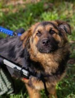 DRACO - intelligent, treu und aktiv - Overath