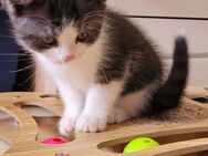 BKH KITTEN - Obernburg (Main)