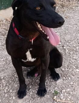 Labradormischling Nero sucht sein Glück - Berlin