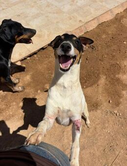 Pip, gute Laune Hund - Berlin