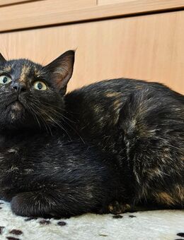 Kätzchen 6 Monate alt - Iphofen