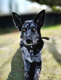 Foxy hätte so gerne endlich eine Familie - Laatzen