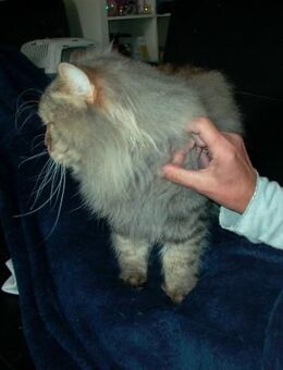 Tiger unser Wunderschöner Türkisch Angora / Türkisch Van Mix - Garbsen
