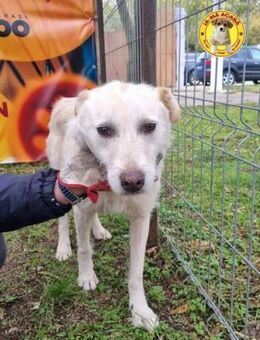 Cooper möchte endlich ein Zuhause - Wallerfangen