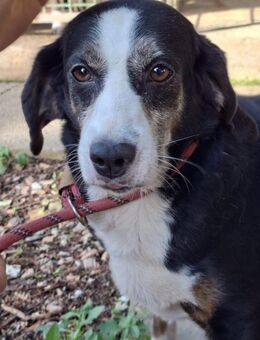 Jule - braucht Hilfe - Würzburg