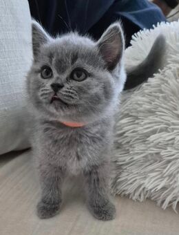 Britisch Kurzhaar Katzenbabys - Ostfildern