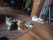Main Coon Kitten - Marpingen