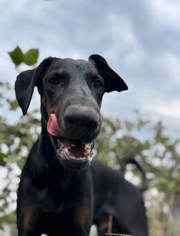 Dobermann/Aussie Junghund - Waiblingen