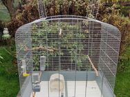 Sehr schöne Vogelkäfige in verschiedenen Größen abzugeben!!!!!!!! - Talkau