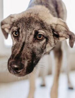 Vespielter Glennie sucht sein Zuhause - Kallmünz