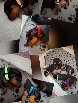Deutsche Pinscher Welpen abzugeben ab November - Eitorf