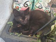 Kleines Katerchen sucht neuen Kuschelplatz - Leutkirch (Allgäu)