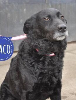 Braco ein ruhiger braver Rüde - Mannheim