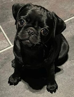 Black is Beautiful – Der moderne Mops-Junge NEWTON - Osnabrück