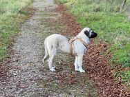 Kangal-Hündin sucht ein neues Zuhause VB - Berlin