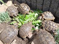 Griechische und maurische Landschildkröten, Testudo Hermanni Testudo Graeca Ibera aus 2017-2020 - Wallerfangen