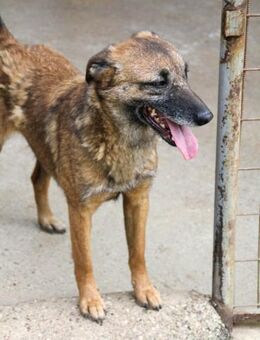 Lustige NISHA sucht aktive Familie - Schwabach